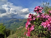 04 Daphne cneorum (Cneoro) con vista verso Monte Suchello e Alben tra le nuvole 